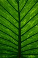 капиляри - 61317 оферти капиляри - 1605 оферти