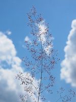 капиляри - 33140 варианти капиляри - 94815 варианти